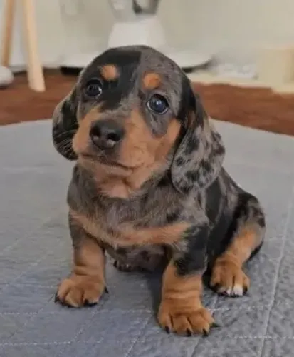 Basset Mini Dachshund Verdadeiros Linguicinhas. 