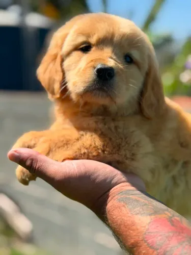 Golden Retriever/ Prontos para encontrar um lar
