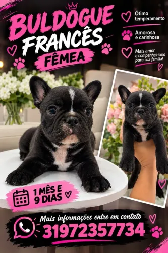 Buldogue Francês,Fêmea