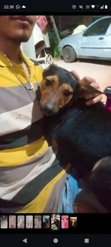 Doação de cachorra