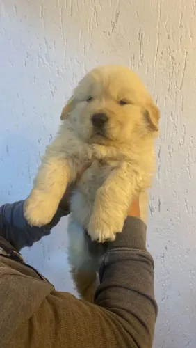 Filhote de Golden Retriever um filhote especial para compartilhar momentos inesquecíveis 