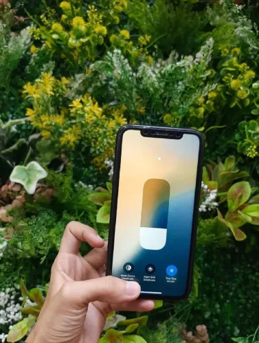 XR novo
