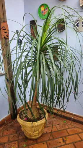 Vendo plantas
