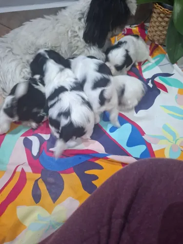Vendo filhotes de shih_ tzu
