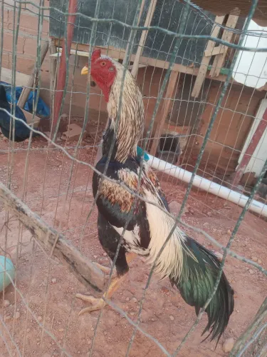 Galo indio puro