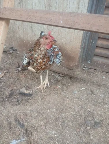 Galinha sertanejo balão