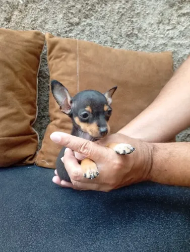 Pinscher e Yorkshire filhotes saudáveis