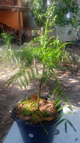 Cajamanga mirim