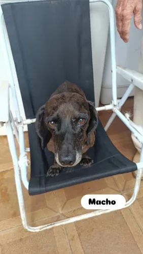 Basset macho de 2 anos e 5 meses padreador top