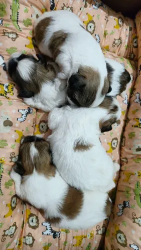 Filhote de Shih-Tzu