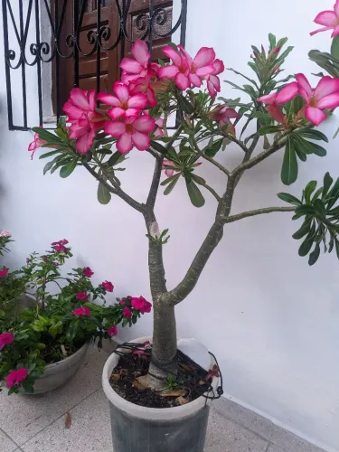 Rosa Do Deserto 