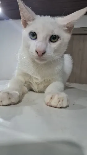 Gatinho macho disponível pra doação. 