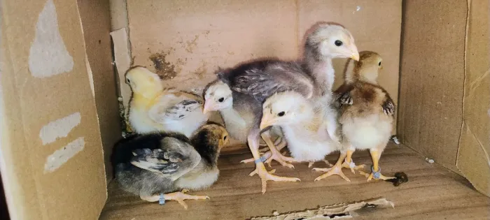 Vendo Pintinhos de Indio Gigante Puros