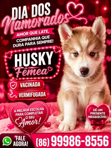 Husky Siberiano Fêmea Imperium
