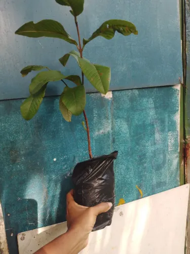 Goiaba da braca feita de alporquia