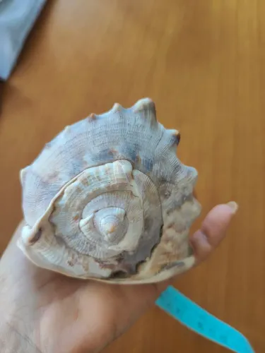 Búzio/concha do mar