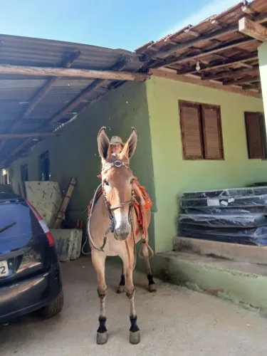 Mula de Patrão