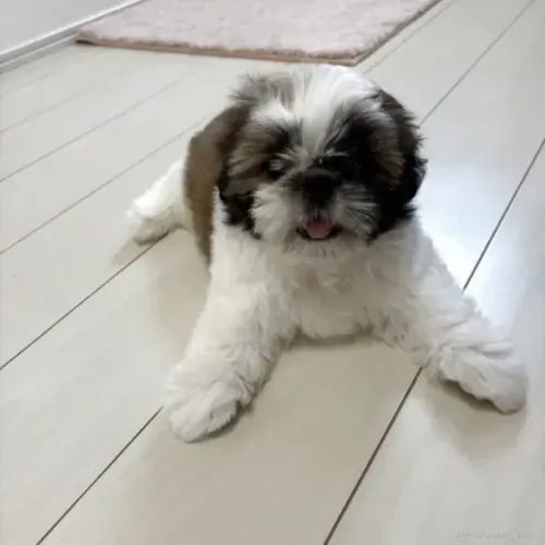 Neném Shih tzu/ shihtzu pelagem linda e temperamento dócil