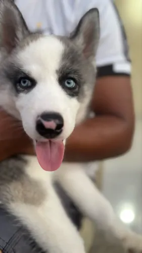 Filhote de Husky seberiano 