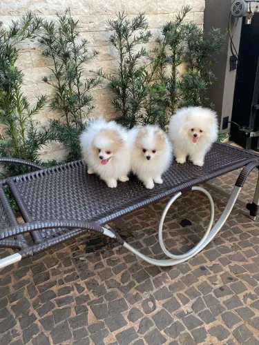 Spitz Alemão (Lulu da Pomerânia) CBKC - Filhotes Vacinados | Excelente Linhagem