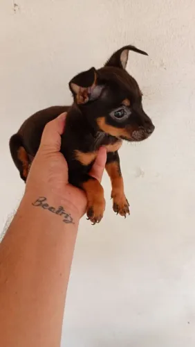 Vendo