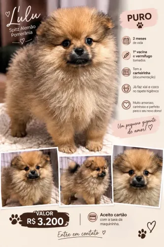 Lulu da pomerânia