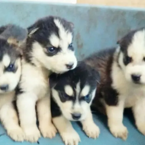 Filhotes de Husky Siberiano | o algo novo.