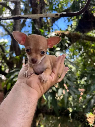 Pinscher micro mini macho c pedigree (venda)