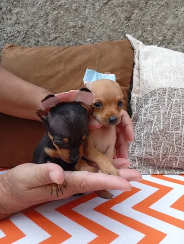 Pinscher Zero Filhote Macho/Fêmea