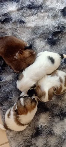 Lindos filhotes de shitzu