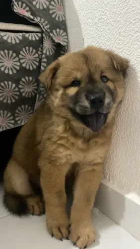 Cachorro