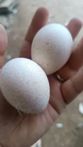 Ovos galados de perua