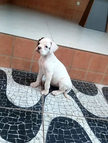 Filhote femia de boxer disponível pra venda.