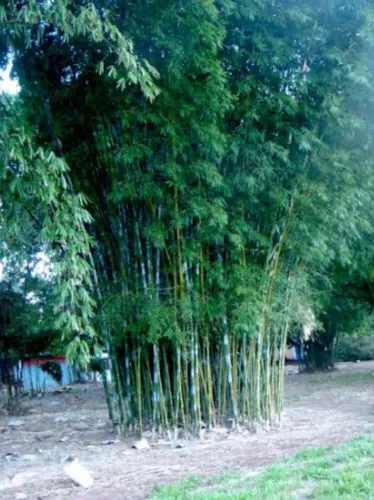 Vendo bamboo