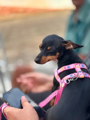 Pinscher 1 Machinho