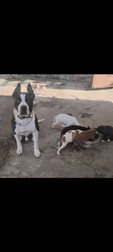 Filhotes Pitbull 