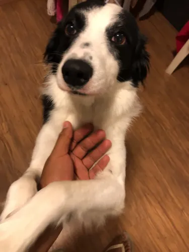 Doação de cachorro
