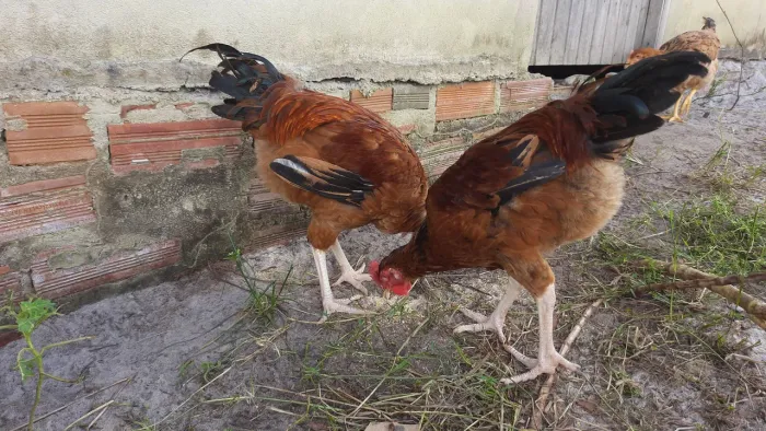 5 Galos legítimo caipira top de linha!