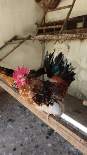 Modelados