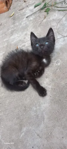 Gatinho doação 