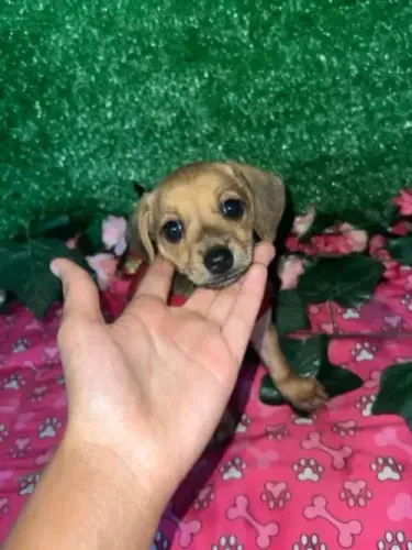 lindos filhotes de pequeno porte otimos p apartamento