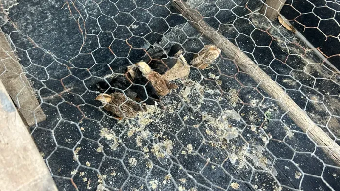 Minis galinhas garnisés