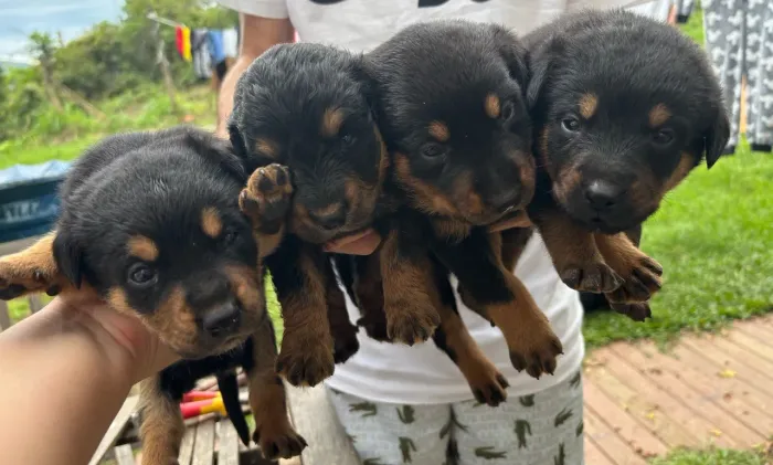 FILHOTES DE ROTTWEILER
