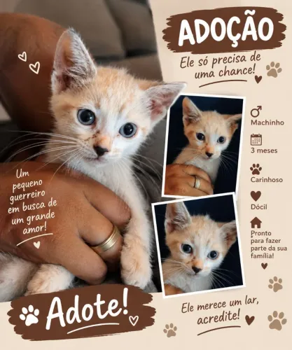Doaçao de gatinho macho