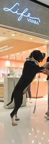 Dogue alemão filhote 