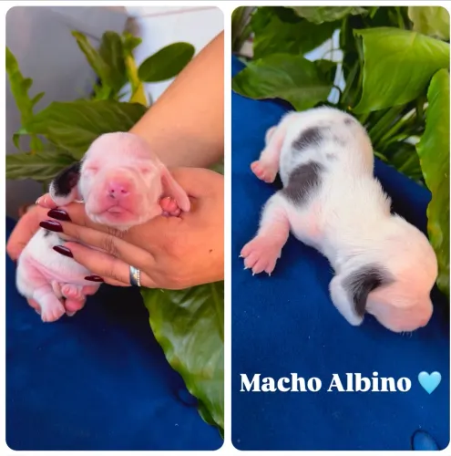 LINDOS FILHOTES BASSET ARLEQUIM DACHSHUND TECKEL.