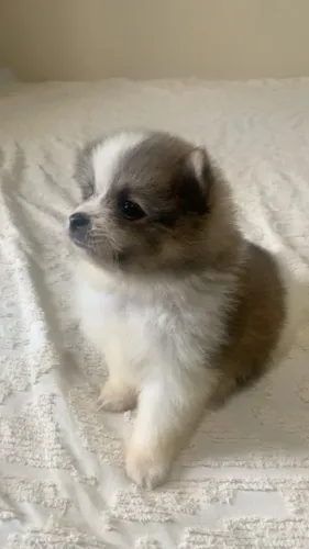Filhote de Spitz Anão com pedigree 
