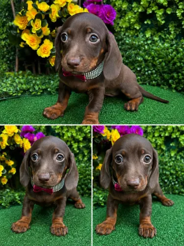 BassetDachshund (Miniatura)