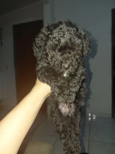 POODLE TOY PRETO