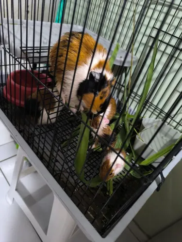 Um casal de Porquinho da Índia